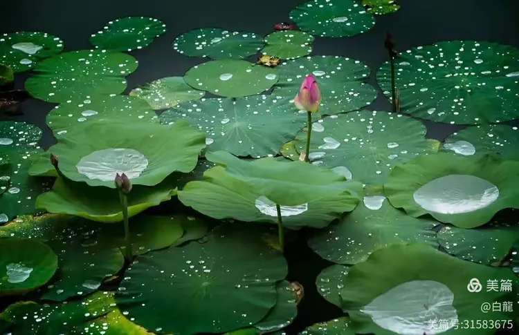 灵泽湿处洗轻尘